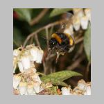 Bombus terrestris - Erdhummel koenigin 04.jpg